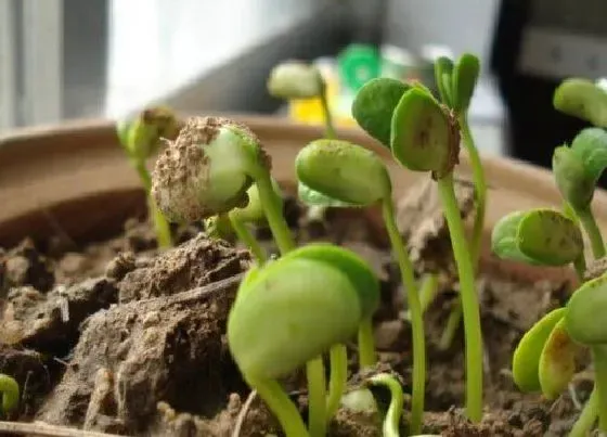 种植方法|黄豆苗的种植方法步骤图 黄豆苗种植时间与方法