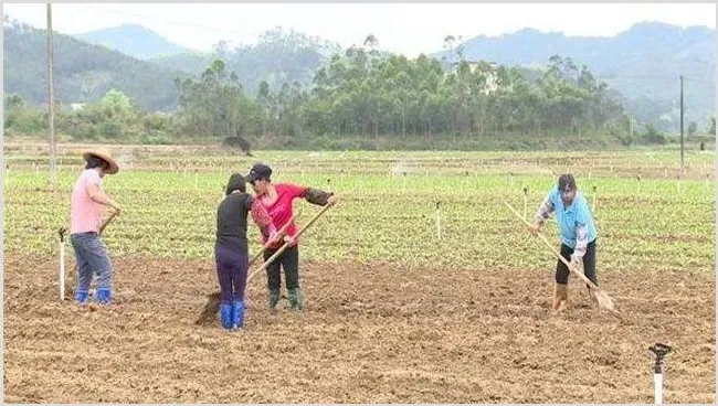 菜心施肥方法及注意事项 | 农业技术