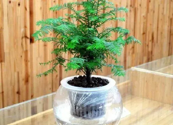 冬天植物|红豆杉怕冻不怕冻（盆栽红豆杉零下几度就冻死了）