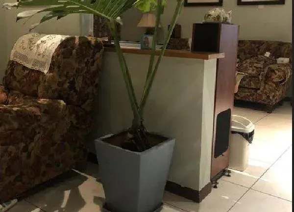 植物浇水|龟背竹夏天多久浇一次水