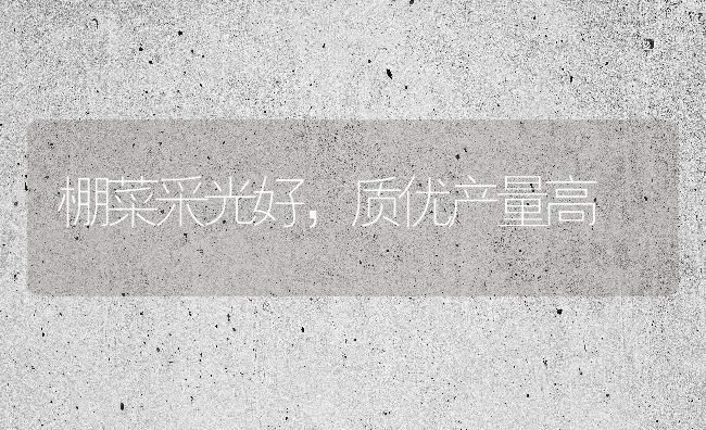 棚菜采光好，质优产量高 | 蔬菜种植