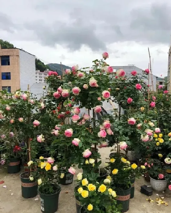 养殖方法|怎样养好夏季盆栽花卉（盆栽植物夏天种植技巧和注意事项）