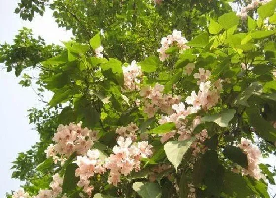 植物种类|楸树是什么树种 别名叫什么