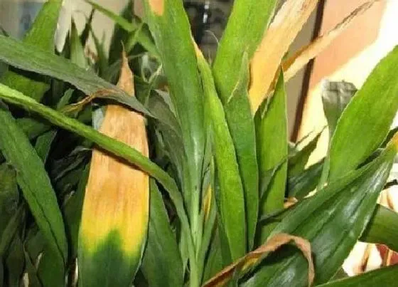 植物百科|办公室风水花卉有哪些