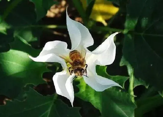 花语|曼陀罗花的花语是什么