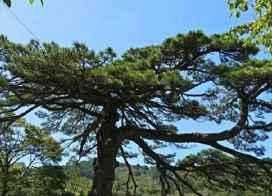 植物排行|迎客松什么品种最好