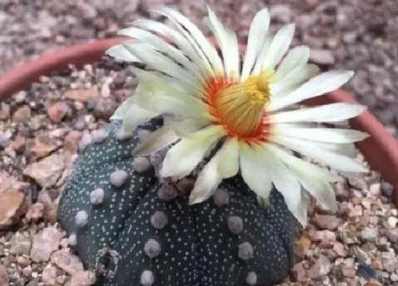 种植土壤|多肉星兜配土方法与种植土壤