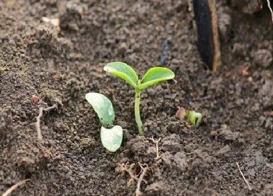 种植方法|奶油南瓜的种植方法和时间 什么时候种合适