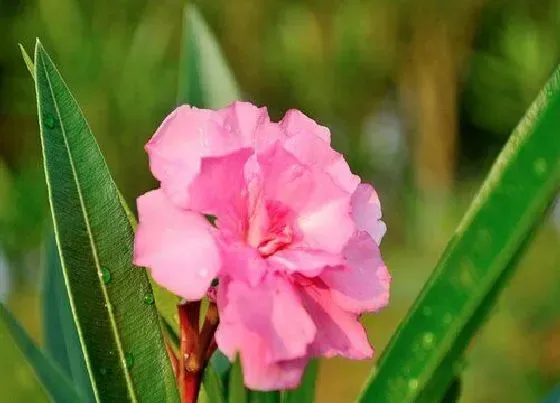 种植位置|夹竹桃可以种在院子里吗