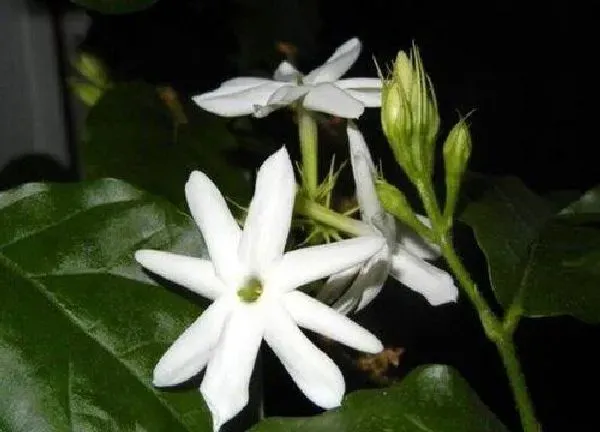 植物浇水|茉莉怎么浇水方法