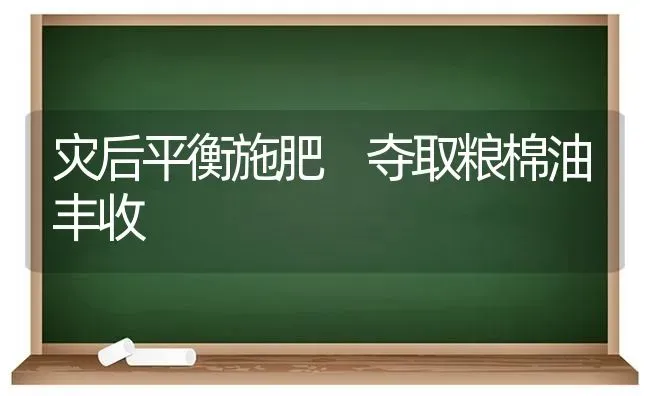 灾后平衡施肥 夺取粮棉油丰收 | 种植肥料施肥