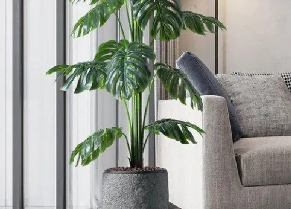植物浇水|龟背竹夏天多久浇一次水