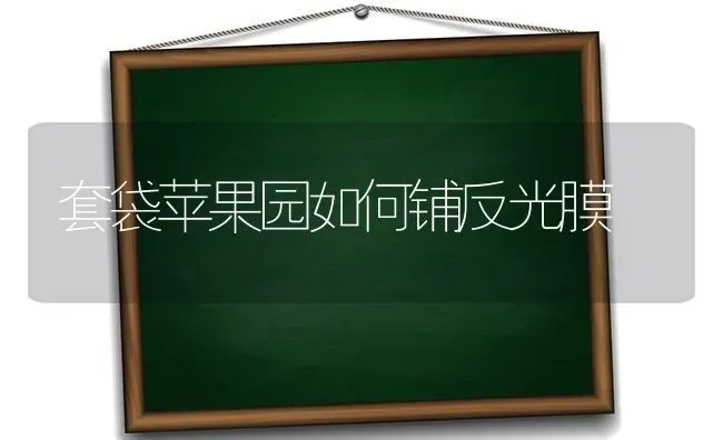 套袋苹果园如何铺反光膜 | 瓜果种植