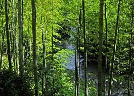 植物寓意|翠竹象征着什么意义