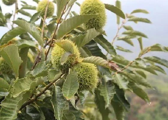 植物百科|板栗长在树上还是地上 树上的板栗是什么样的