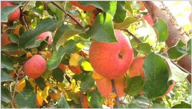 苹果树高产施肥技巧讲解 | 种植技术