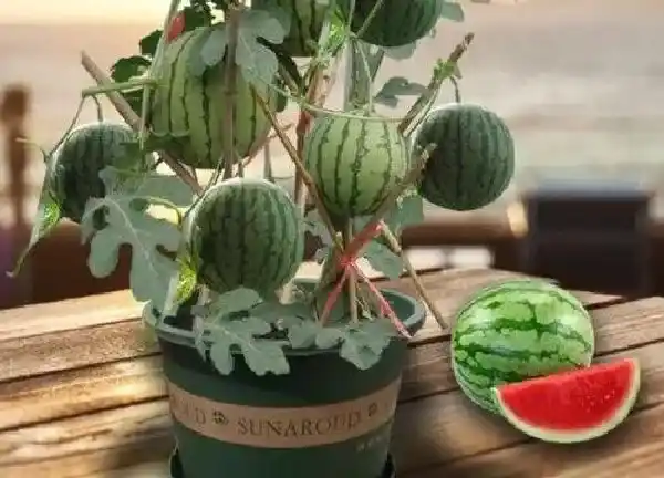 养殖科普|西瓜可以种在花盆里吗