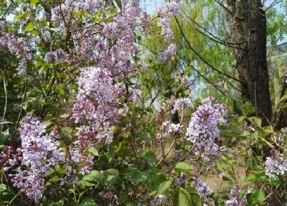 植物百科|梧桐会开花吗 属于开花植物