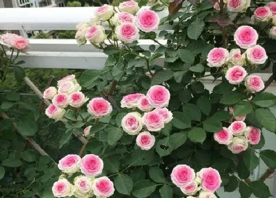植物种类|小伊甸园是藤本还是灌木