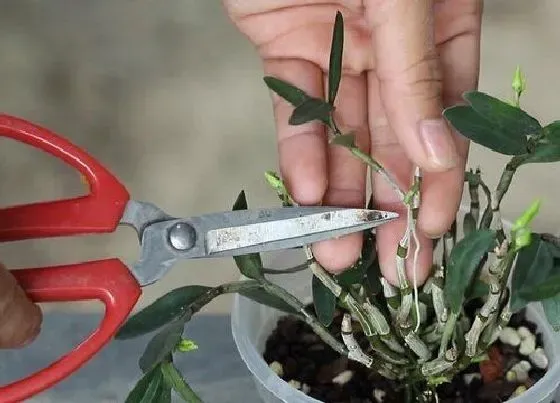 植物修剪|石斛怎么修剪方法