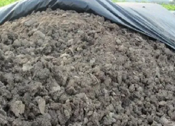 植物施肥|白兰用什么肥料好