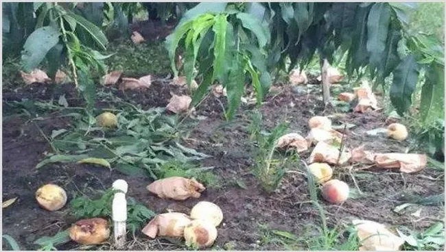 水蜜桃落果原因及防治方法 | 农业技术