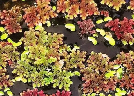 植物种类|满江红是蕨类植物吗