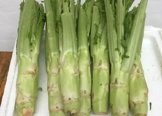 植物百科|棒菜又叫什么名字