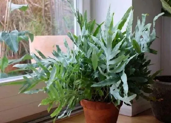 绿植|适合在家养的蕨类植物（哪些蕨类盆栽好看室内好养）