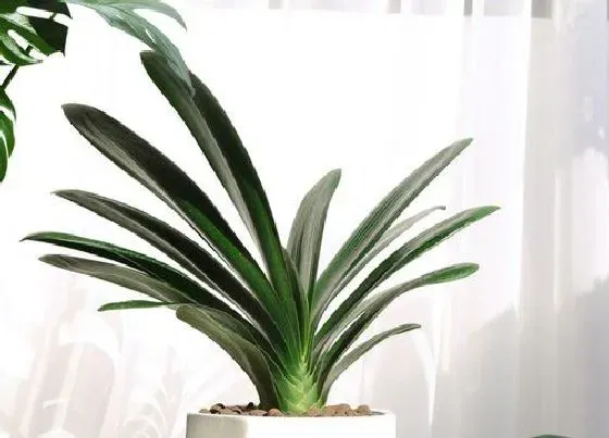 花卉风水|玄关放什么花风水好