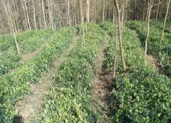 生长环境|地苦胆的生长环境要求 长在什么地方