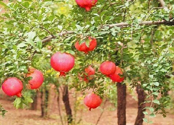 果实诊疗|石榴裂果怎么办