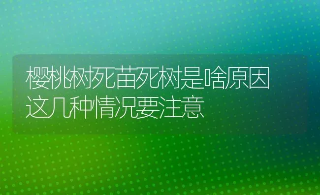 樱桃树死苗死树是啥原因 这几种情况要注意 | 瓜果种植