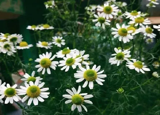 摆放常识|家里摆洋甘菊花吉利吗（洋甘菊客厅放家里的风水寓意）