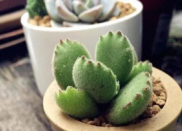 养殖科普|熊童子喜阴还是喜阳