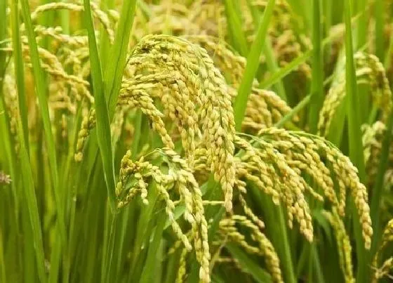 种子|龙粳31水稻品种简介（种子插秧规格，分蘖情况介绍）