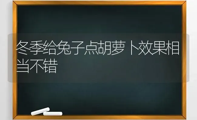 冬季给兔子点胡萝卜效果相当不错 | 瓜果种植