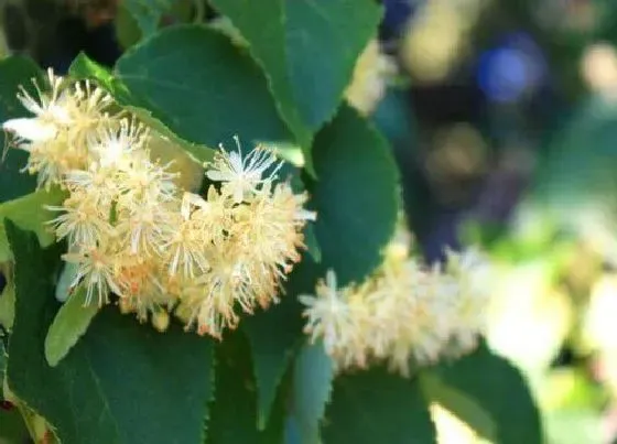 植物百科|菩提树开花吗 在什么时候开花