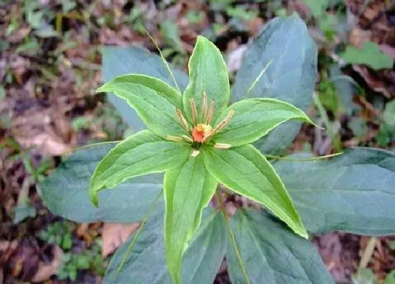 植物泡水|重楼可以泡水喝吗