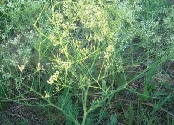 种植管理|防风几月份种植合适