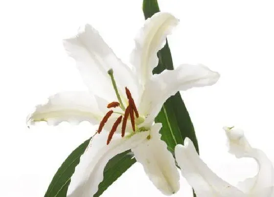送花|女人生日送什么花好