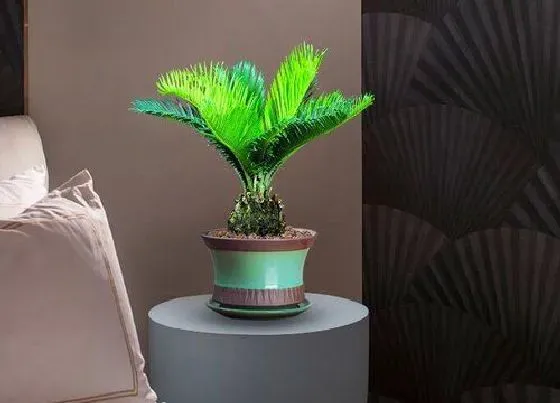 植物排行|有害植物有哪些