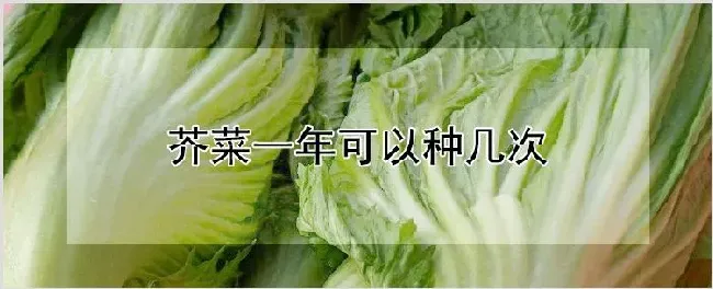 芥菜一年可以种几次 | 农业技术