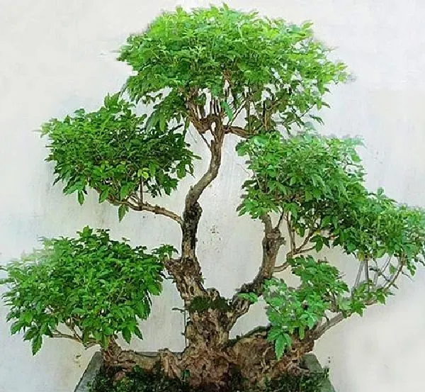 盆景|黄荆盆景怎么养 养护方法与管理注意事项