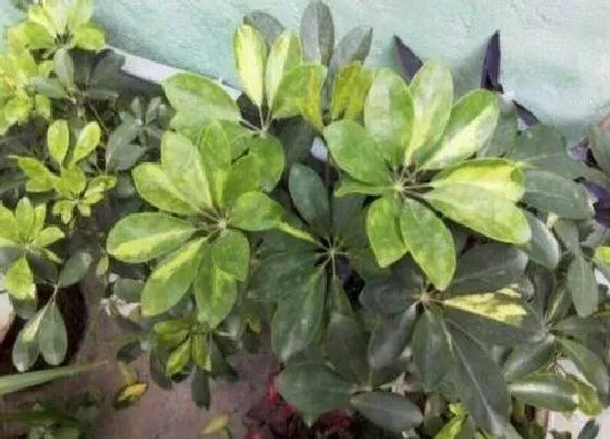 植物毒性|鹅掌花有毒吗 可以放在室内养吗