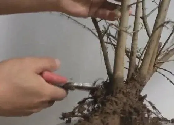 植物修剪|白蜡树什么时候剪枝合适