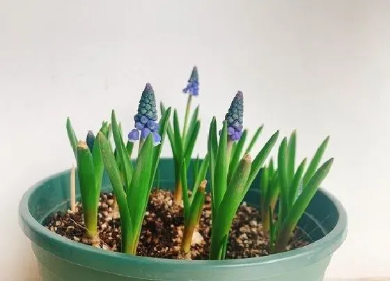 种植方法|风信子怎么种植 栽种时间和方法