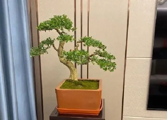 植物修剪|黄杨什么时候剪枝合适