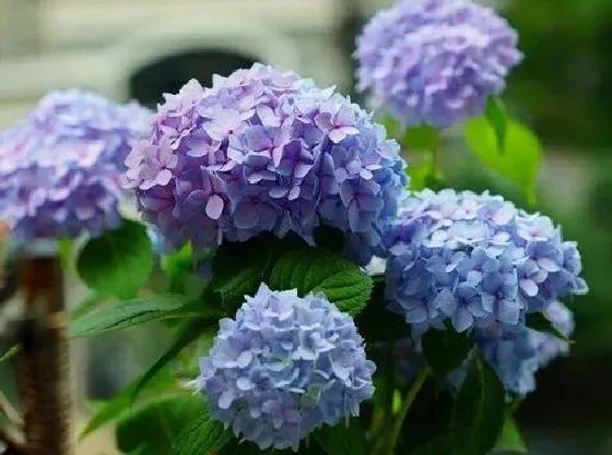 冬天植物|绣球花怕冷吗 冬天会冻死吗