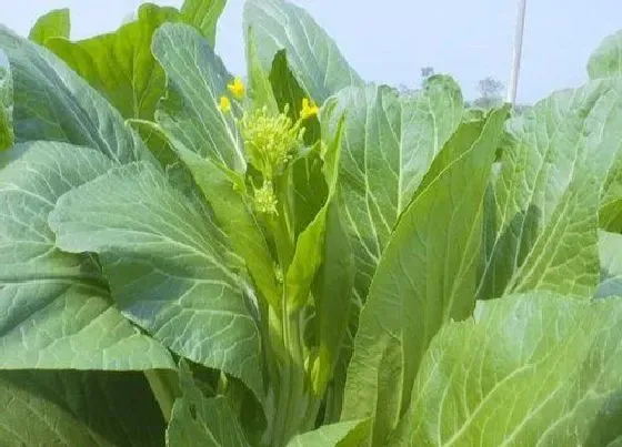 植物百科|菜心又叫什么菜